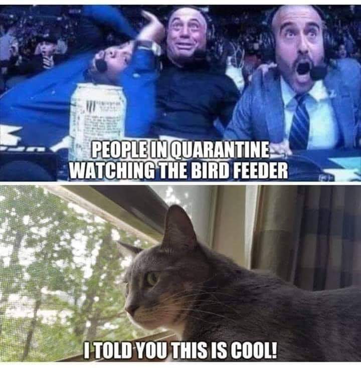 nibbles_the's tweet photo. 😂😂 https://t.co/gJKpeX8bau