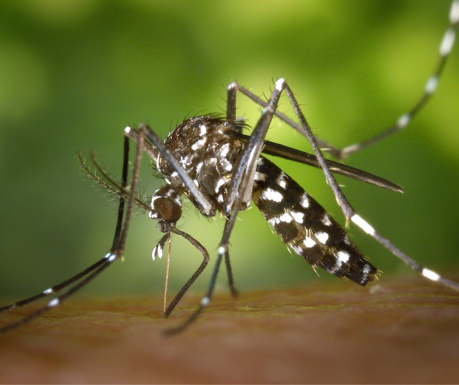 Check out our blog to learn more about mosquitoes! If you've got a mosquito problem call Amco Ranger today!
St. Charles: 636-223-8682
St. Louis: 636-223-4804
amcoranger.com/do-mosquitoes-…