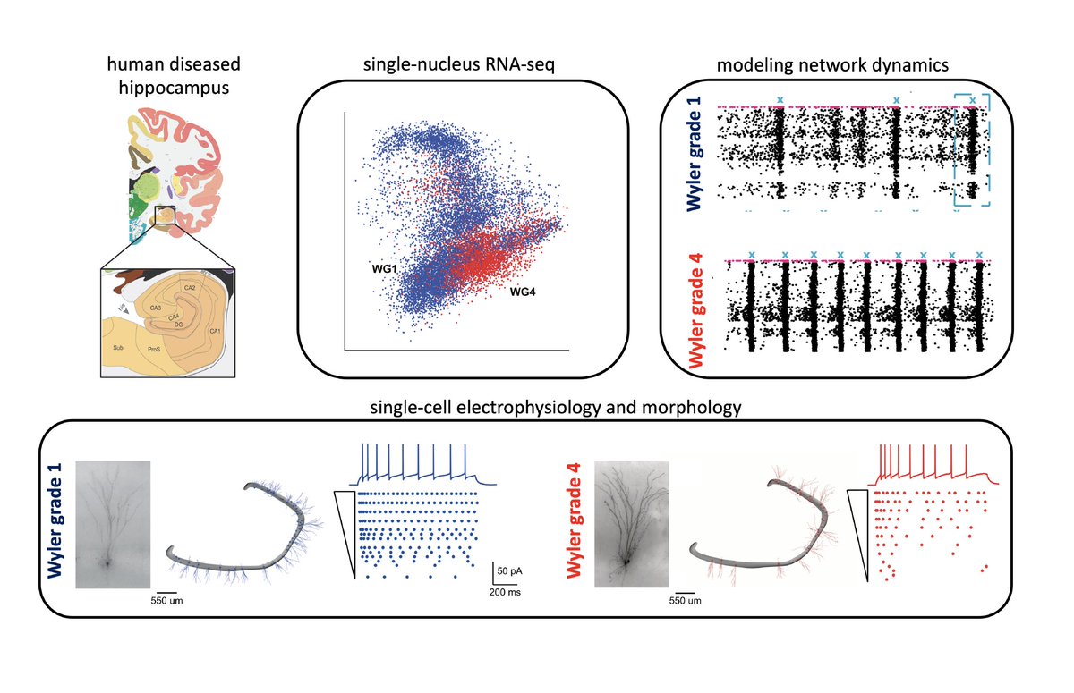 AllenInstitute's tweet photo. New preprint from our #neuroscience researchers:
https://t.co/KRy942r2cp

“Multi-modal characterization and simulation of human epileptic circuitry” #epilepsy 🔸1/3 https://t.co/ffIcjLbuaw