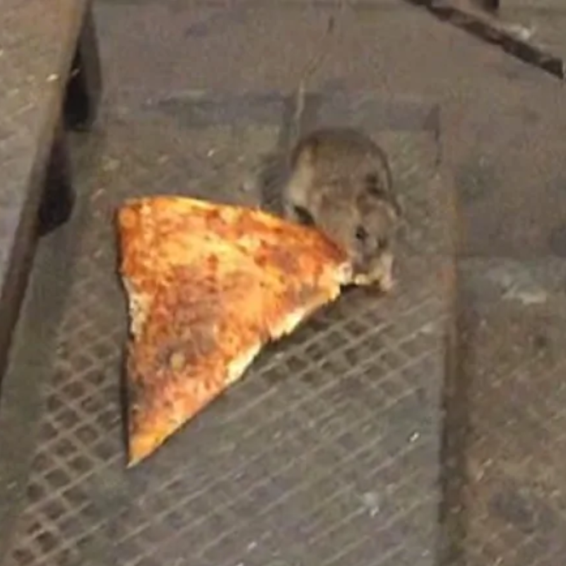 GriesLab's tweet image. Be careful out there, #pizzarat is going to be hangry!!!!!! @_Rationalizer_ is interviewed about the effect of the covid-19 shutdowns on local rodent populations (burnabynow.com/news/burnaby-c…).