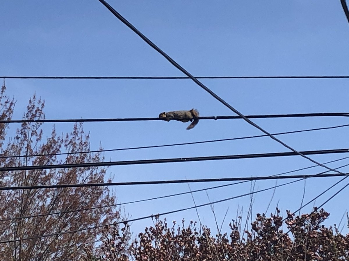 MDmitruchina's tweet photo. @jmackiewicz502 This squirrel has been laying out on this wire for a half an hour.  #chillin https://t.co/tG3JJQynin