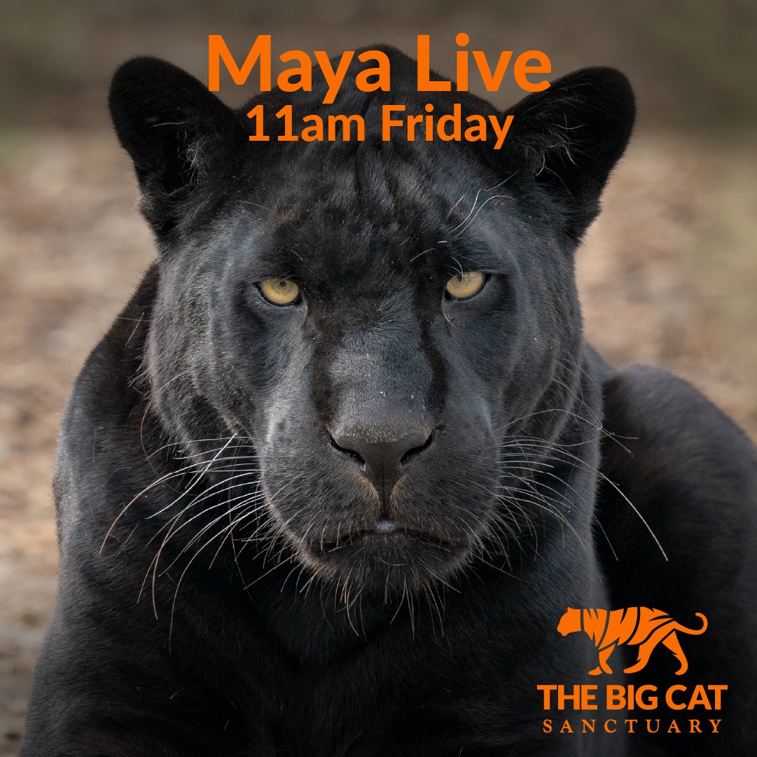 Look - it's me! I'll be the star of The Big Cat Sanctuary's Facebook Live stream - this Friday at 11am. Come and say hello over on The Big Cat Sanctuary's Facebook page. See you all there! 🖤🐾 
​#thebigcatsanctuary #mayathejaguar #fridayfunday #facebooklive