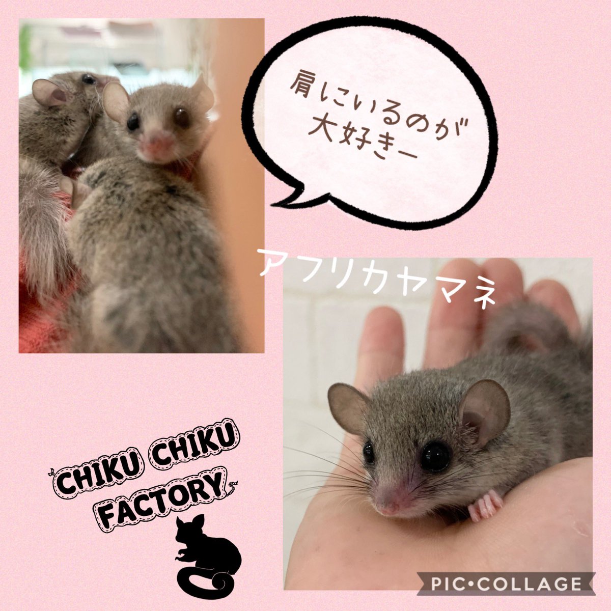 Chiku Chiku Factory フクロモモンガ Love Sur Twitter かわいいアフリカヤマネ達 ﾟ ﾟ 肩にいるのが大好き ﾟ ﾟ 艸 おしっぽふさふさ とってもかわいいです アフリカヤマネ アフリカヤマネのいる暮らし アフリカヤマネ好きと繋がり