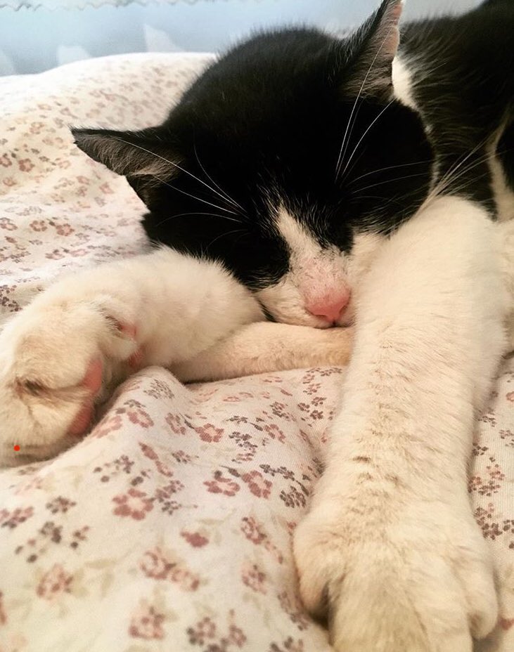 cjonesteach's tweet photo. Wish I had this little nugget to keep me company whilst assignment writing. He‘s usually too busy 💤 to offer guidance but hugs are his forte. 

Missing home 💛 https://t.co/oP1qiwZlJE