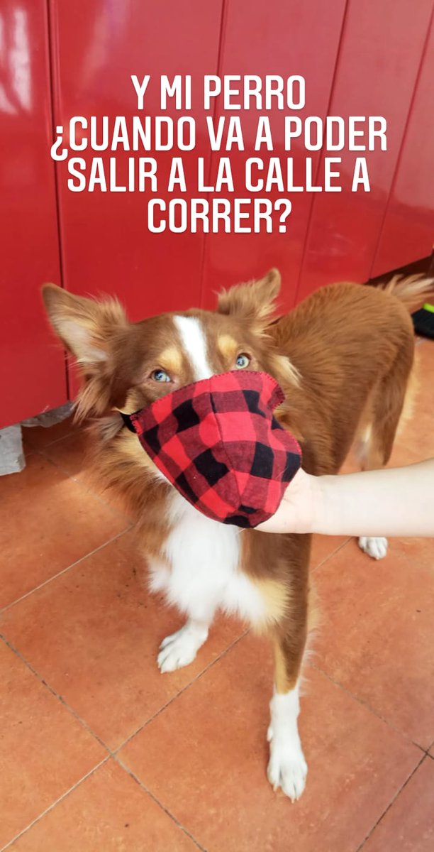CrisPc7's tweet photo. Este es Whisky, tiene un año y está loco por salir a correr, saltar y capturar la pelota más lejos que el pasillo de casa. 
¿Cuando va a ser el turno de los perros?
.
.
#CoronavirusARV #COVID19 #perros #confinamiento https://t.co/fgar1ouVcV