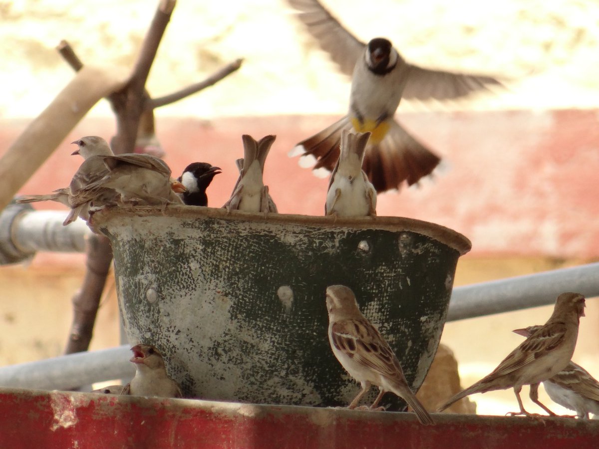 BSF_India's tweet photo. From a #border outpost in #Rajasthan, random camera shots by a #Borderman 

Isn't it the #MidasTouch,,,

ध्येय वाक्य #जीवन_पर्यंत_कर्त्तव्य को जीने वाले सीमा प्रहरियों द्वारा व्यवहृत हेलमेट भी "जीवन पर्यंत कर्त्तव्य" को आत्मसात करता प्रतीत होता है,,, https://t.co/uvS2nzAw1o