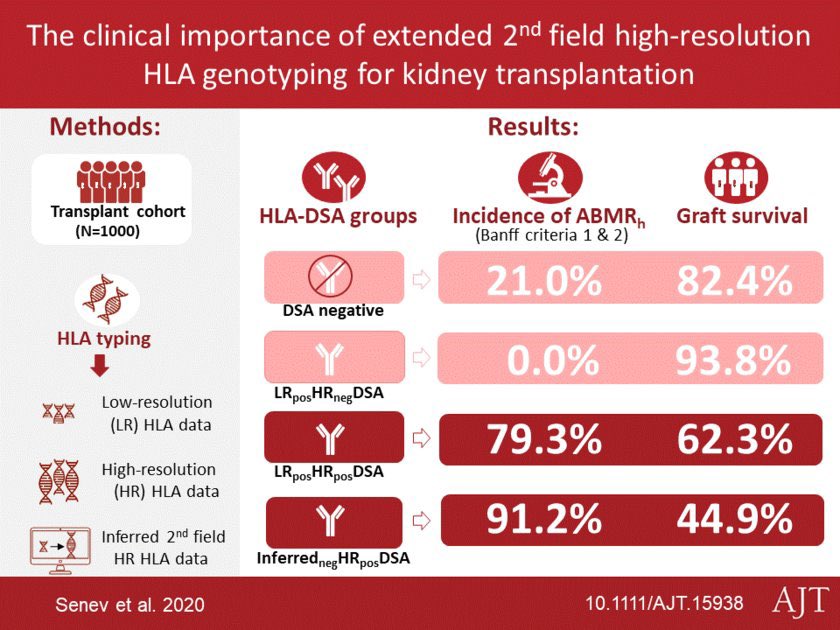 Our newest paper discussing the clinical importance of extended 2nd field #HLA #genotyping for #kidneytransplantation is out in @amjtransplant! 
@NephroLeuven @KU_Leuven @RodeKruisVL 
onlinelibrary.wiley.com/doi/10.1111/aj…