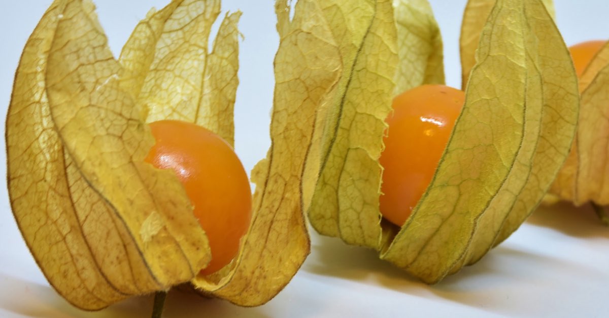 MesonCasaPalma's tweet photo. 🔸 Physalis
Sabias que su nombre proviene de una palabra antigua “Phisan”que tiene como significado vejiga,debido a la curiosa envoltura del fruto que, además, sirve a la fruta de protección contra los depredadores.
La usamos para decorar como por ejemplo el volcán de chocolate. https://t.co/KjVSidnXmH