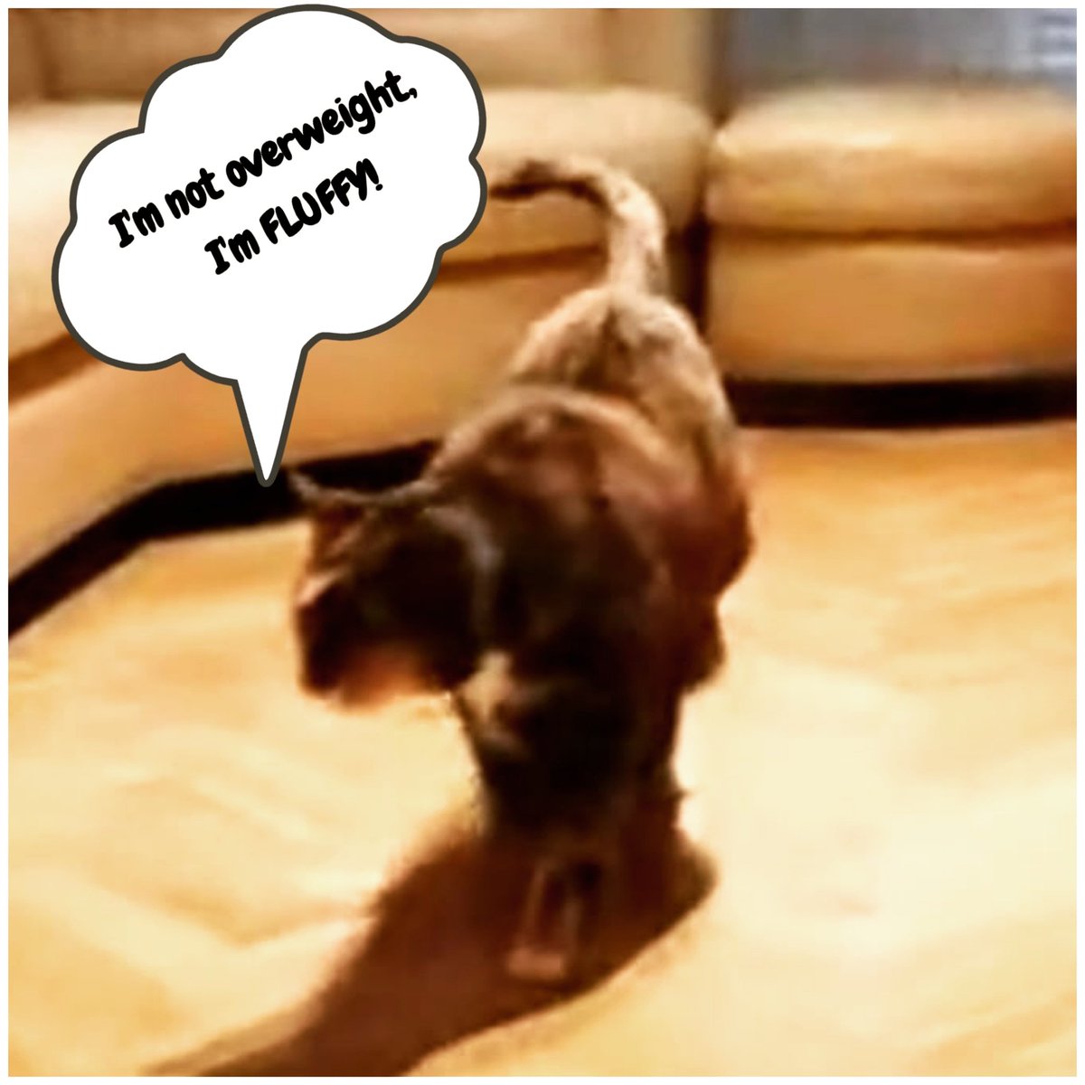 YvoFin's tweet photo. 😂😻 ...just saying! 😄

#javierfernández #effie #JFTeam #superfluffy #staysafe #sendinglove https://t.co/RAf0UtATkZ