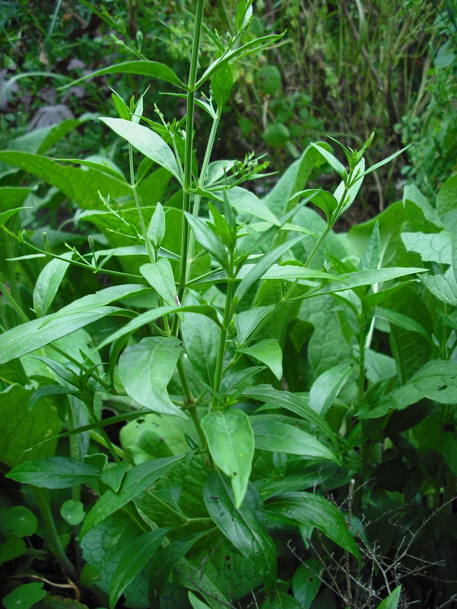 HerbsToUse's tweet photo. King of Bitters (Andrographis paniculata) 🌱 This natural immune boosting herb, also called Andrographis. 
info@herbs-to-use.com
https://t.co/Ar51yMckCR #herbs #organic #farm #herbfarm #plants #generalwellbeing #nature #health #easytogrow #herbstouse #kingofbitters #immunesupport https://t.co/S607CuOIxM