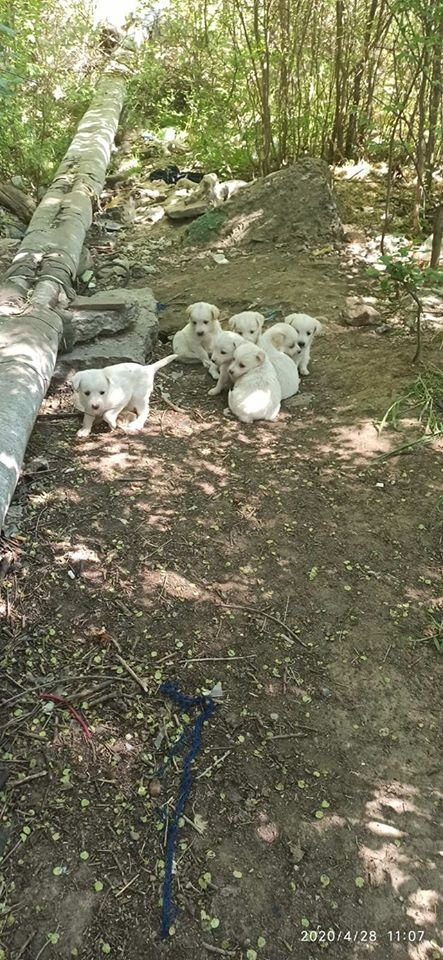 liubovsnaghovsk's tweet image. Николаев

7 красивейших,белоснежных медвежат ищут дом.Есть мальчики и девочки.Они прекрасны,у этих малышей нет хороших фото,но эти фото без фильтров,отражающие полную реальность происходящего положения в Николаеве

Возьмите #счастьевдом #непокупайприюти

066 596 43 88 Марина