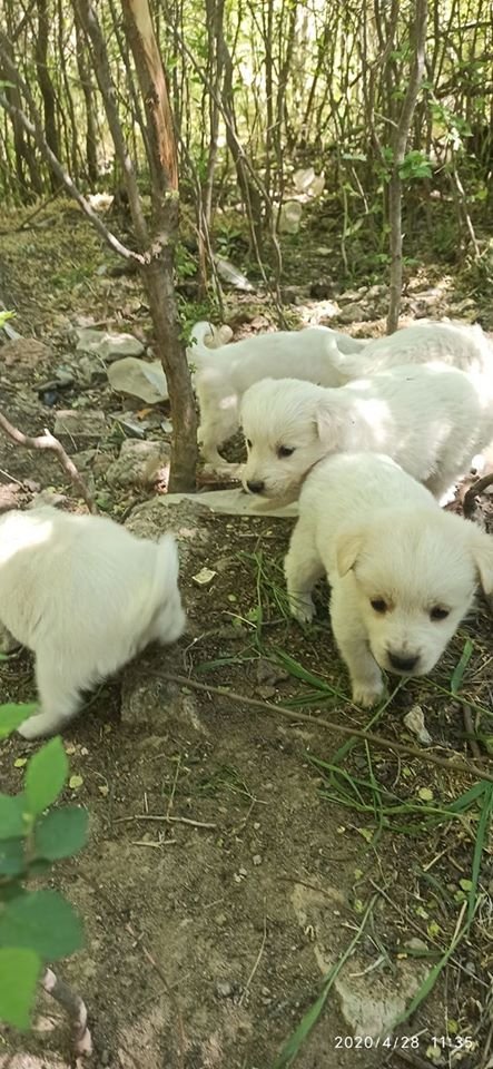 liubovsnaghovsk's tweet image. Николаев

7 красивейших,белоснежных медвежат ищут дом.Есть мальчики и девочки.Они прекрасны,у этих малышей нет хороших фото,но эти фото без фильтров,отражающие полную реальность происходящего положения в Николаеве

Возьмите #счастьевдом #непокупайприюти

066 596 43 88 Марина