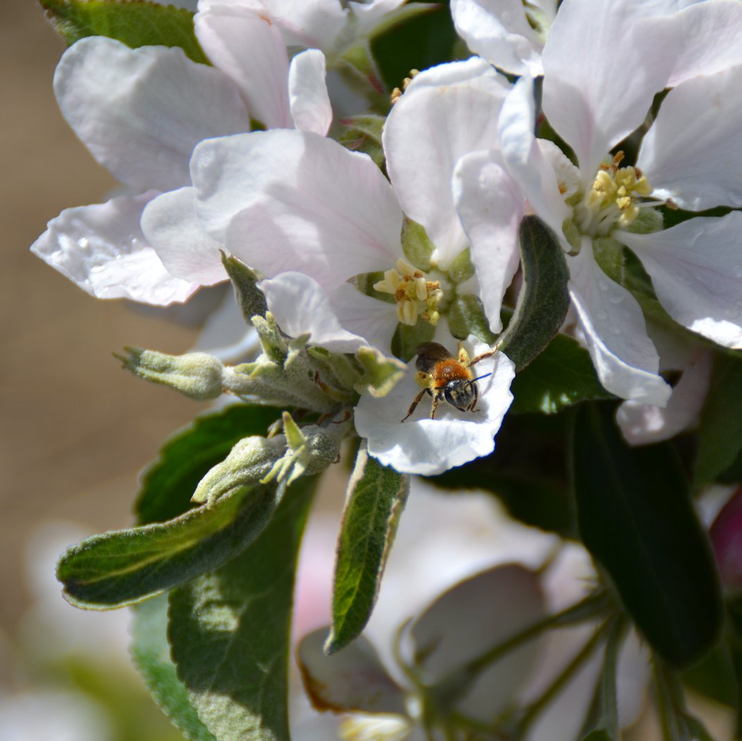 This beautiful blossom means we’re entering into Springtime. And don’t worry, you’ll be able to enjoy it soon enough!

Speaking of time, <a href="/rhitrition/">Rhiannon Lambert</a> has suggested 3pm as an ideal time for a juicy British apple, utilising the slow-releasing energy.