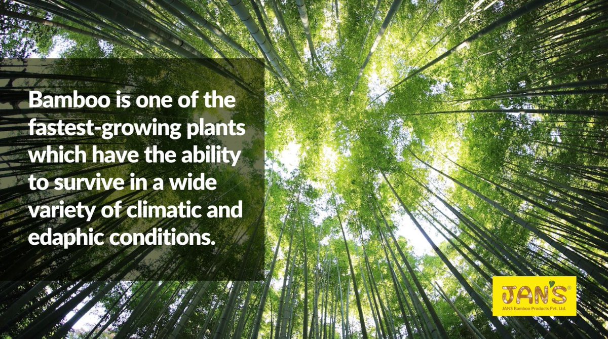 JansBamboo's tweet photo. JANS Bamboo is a pioneer in bamboo construction and in manufacturing of bamboo furniture, and constantly develops and innovates new products made from bamboo. https://t.co/NCEOgpplmr