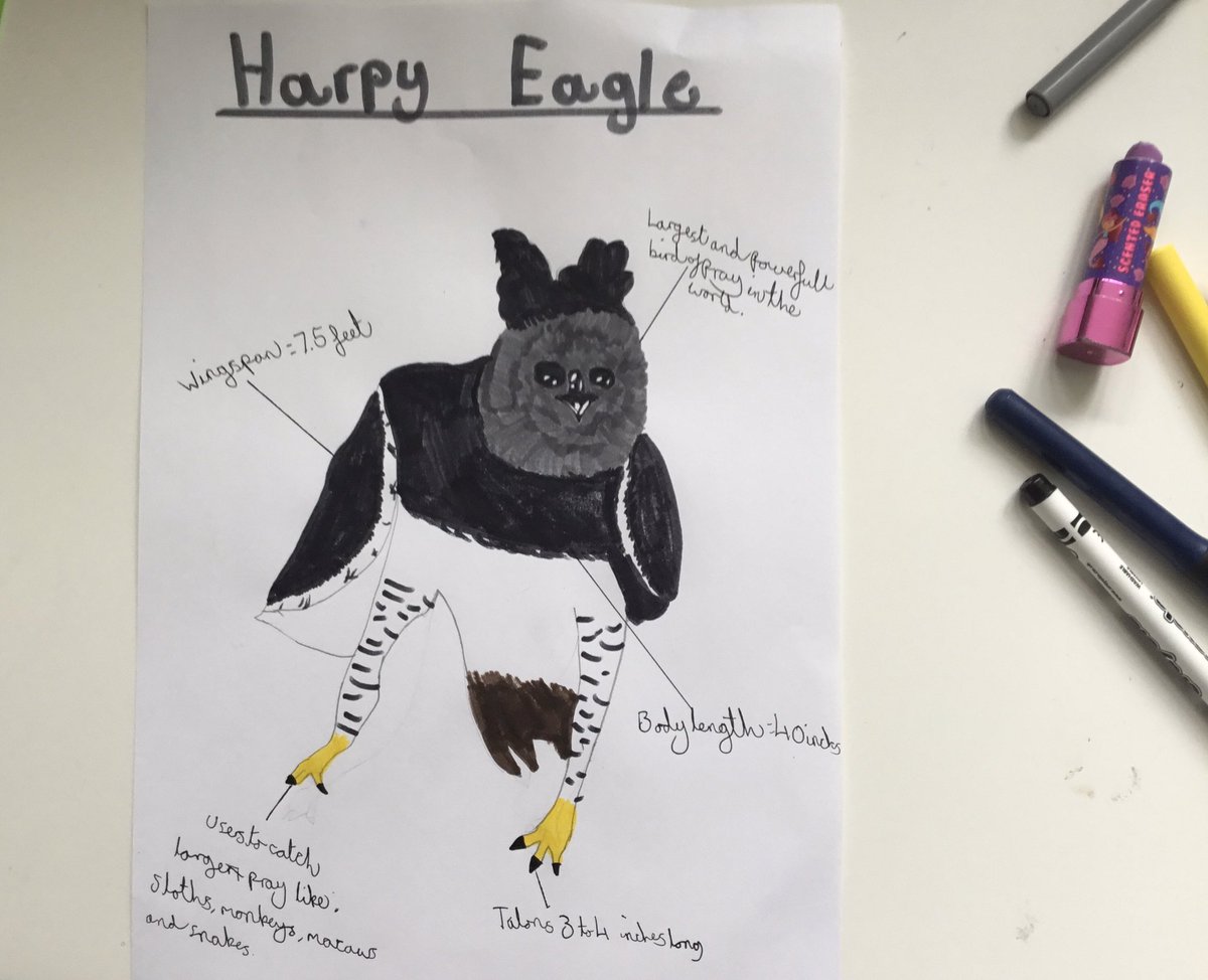 This week we are looking at Peru...Lola drew a harpy eagle 🦅 <a href="/ThealeGreen/">Theale Green School</a> #ThealeGreen365