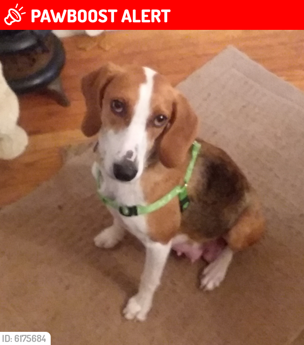 Sunny was LOST on April 27, 2020 in Whitehouse Station, NJ 08889 near Pulaski Rd

For more info or to contact Sunny's owner, click here: pawboost.com/p/6175684