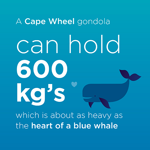 #Didyouknow that a Cape Wheel gondola can hold 600kg’s?

#Funfact that’s about as heavy as the heart of a blue whale.

#capewheelfacts