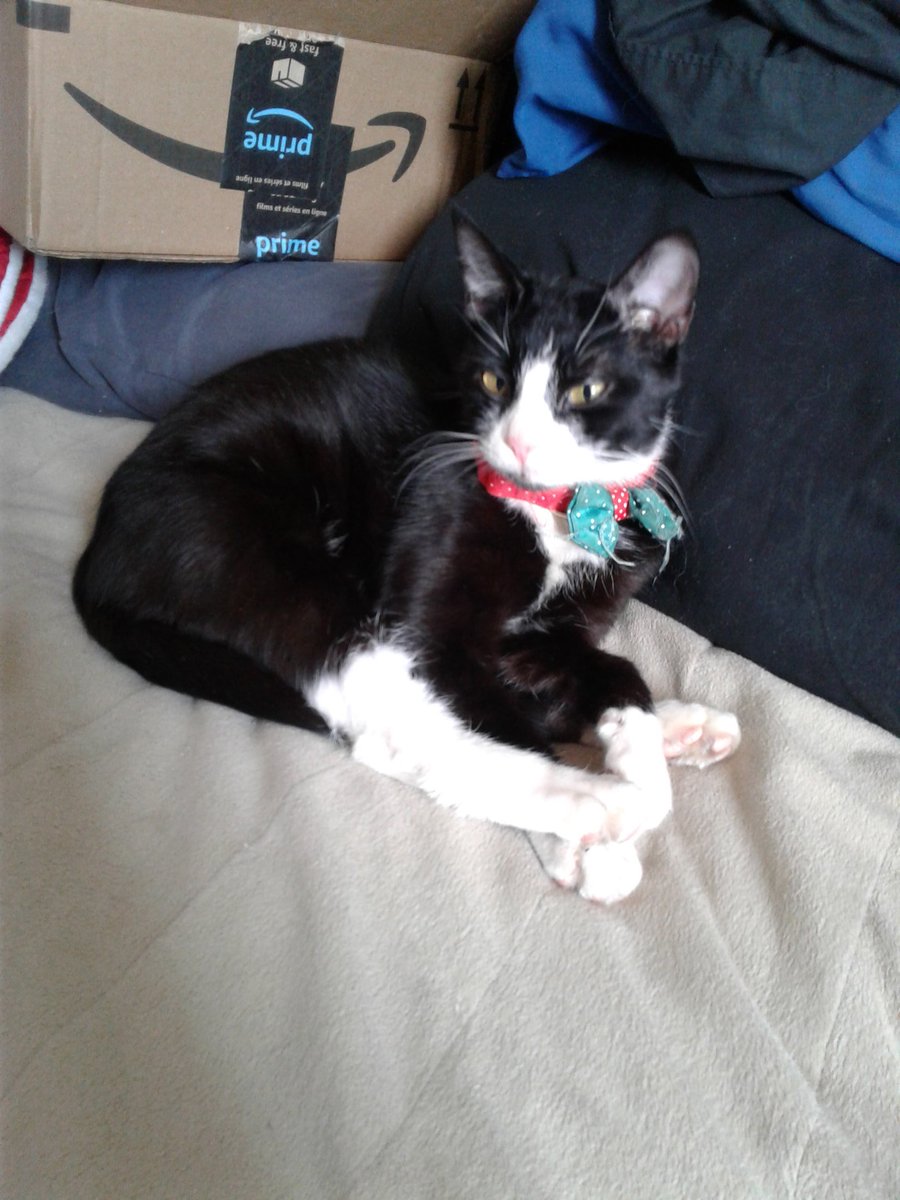 Good morning Twitter! We found this kitty cat outside our building last night and are trying to find the owner (Freshwater Rd/Wishingwell Rd). Please retweet if you can! #yyt #lostcat