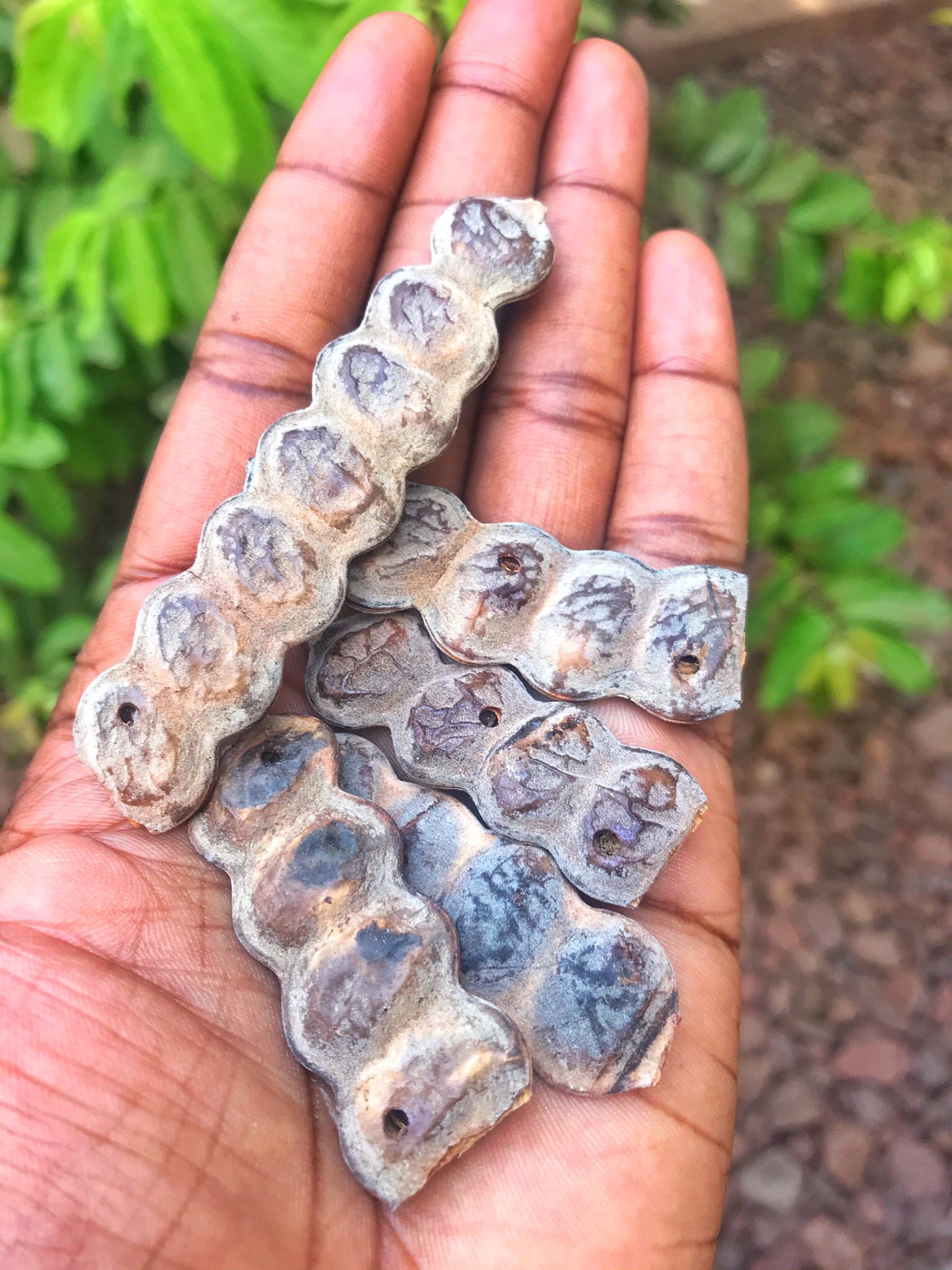 Gabougouni on X: Les graines d'Acacia Nilotica, Boina en «Bambara», Baani  en «Tumbututchiini», Gawdé en «Pular», Nép Nép en «Wolof», Baano en  «Sonraï»! Connaissez-vous cette graine ? #l'Afrique et ses trésors😉   /