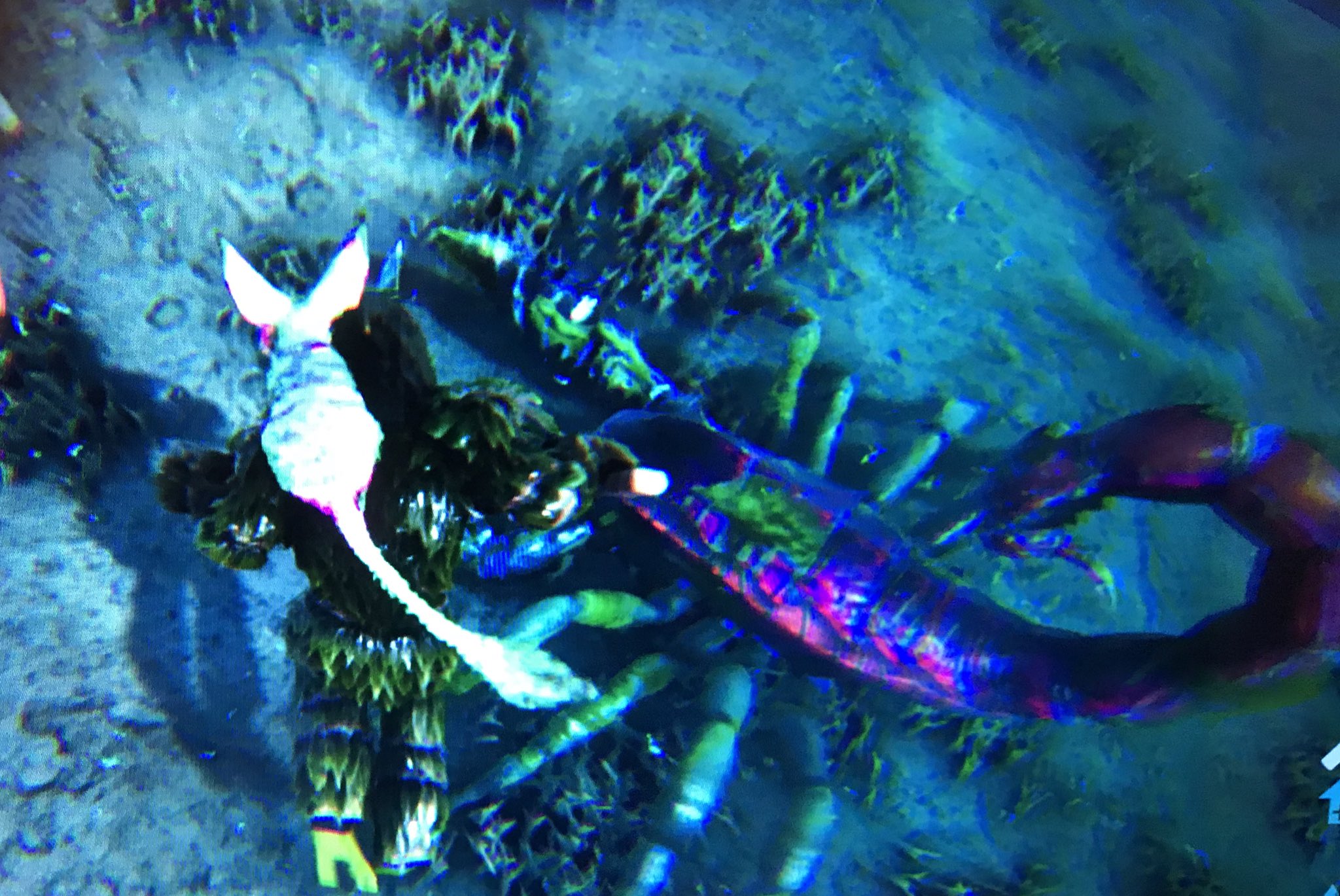 リム 海サソリじゃないよ 殺意ムンムンの陸サソリだよ Ark Arkラグナロク T Co 3wtnyrvvhc Twitter