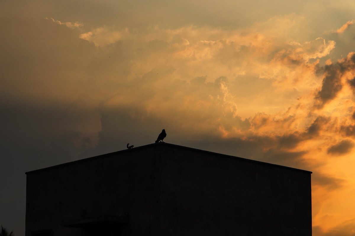 StiveSurya's tweet photo. Different composition two enemies in one picture crow and Squirrel shilought capture click @luckey_star10 #different #differentworld #composition #compositephotography #two #enemies #twoenemies #onepicture #one #picture #squirrel #crow #shilought https://t.co/Z6OTcf0HQp