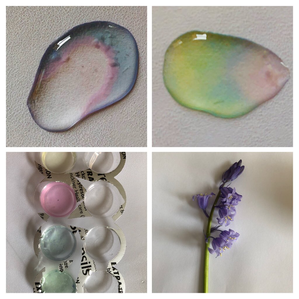 louisecass's tweet image. Not wanting be left out @UncleBo80053383 @CrocodileChemi1 I made bluebell indicator #MicroScaleChem #LockDownChemistry