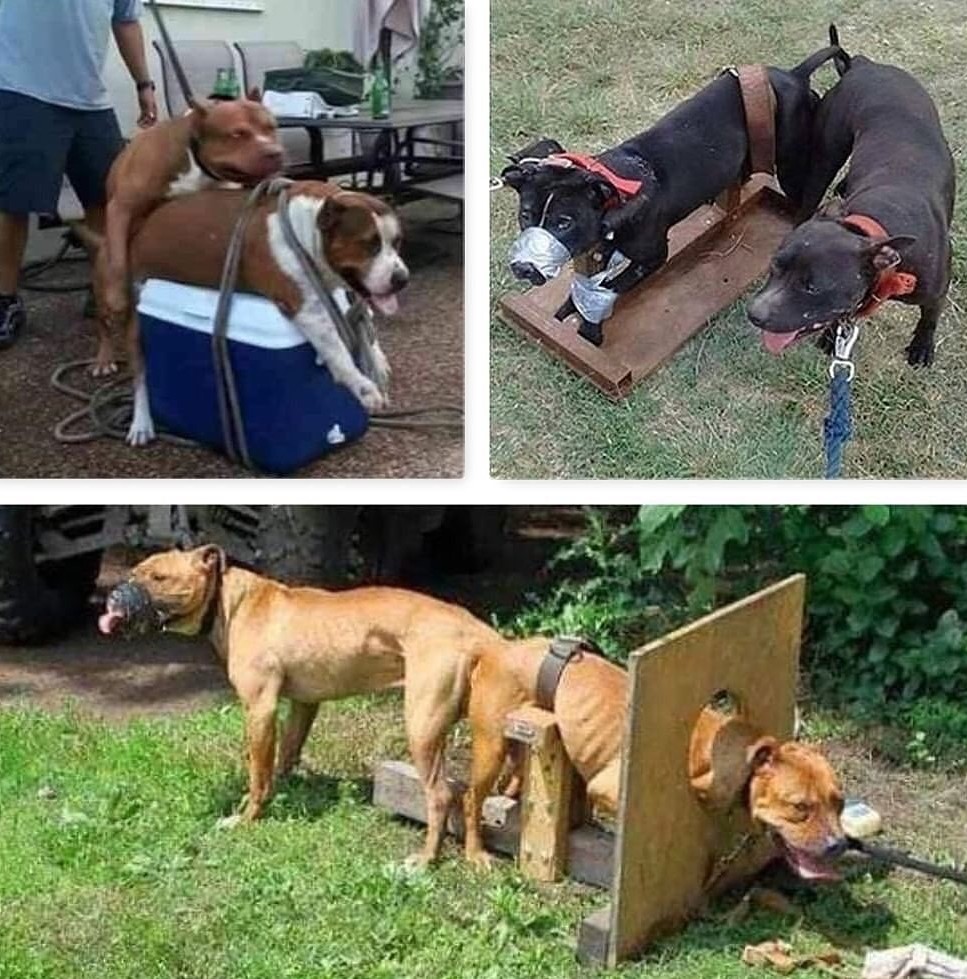 fatina909's tweet photo. LEGATI E COSTRETTI A ACCOPPIARSI.. QUESTA È LA LORO VITA.. 💔💔💔 
#noncomprare #adotta https://t.co/BvzrIG1FPk