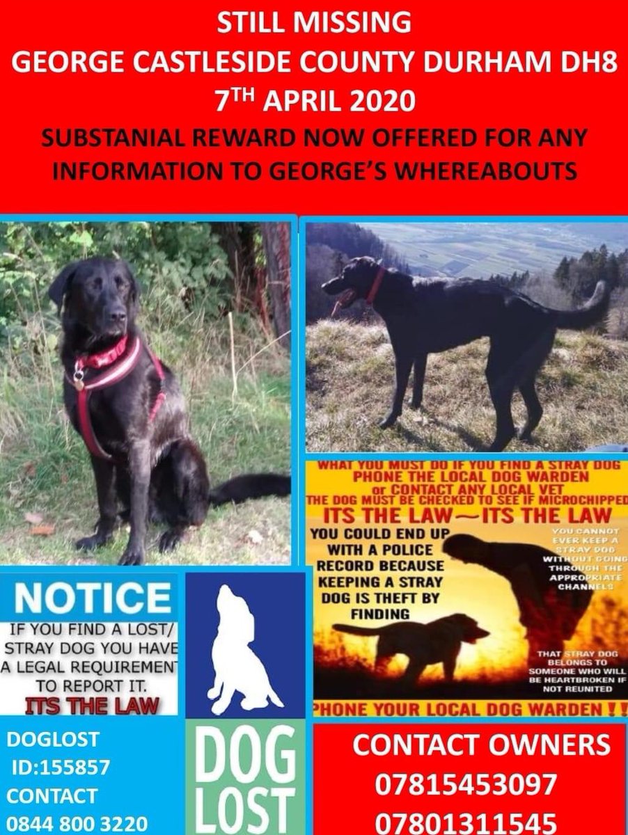 rosiedoc666's tweet photo. GEORGE💚POSSIBLE SIGHTINGS💚
“BLUEBELL PARK” #Morpeth #Northumberland HAVE U SEEN A LONE #Labrador PLS? 
Originally #lost near #Consett #CoDurham 7/4/20 💚LOCALS PLS YOUR RTS ARE VITAL TY💚
https://t.co/g9OZhjWcg4
@Morpeth_Herald @MoreInMorpeth @morpethbanter @MorpethFC @bs2510 https://t.co/z8KBwmxS3Y