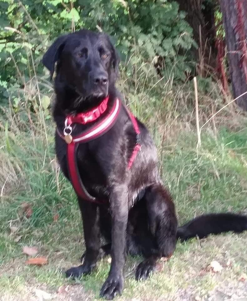 rosiedoc666's tweet photo. GEORGE💚POSSIBLE SIGHTINGS💚
“BLUEBELL PARK” #Morpeth #Northumberland HAVE U SEEN A LONE #Labrador PLS? 
Originally #lost near #Consett #CoDurham 7/4/20 💚LOCALS PLS YOUR RTS ARE VITAL TY💚
https://t.co/g9OZhjWcg4
@Morpeth_Herald @MoreInMorpeth @morpethbanter @MorpethFC @bs2510 https://t.co/z8KBwmxS3Y