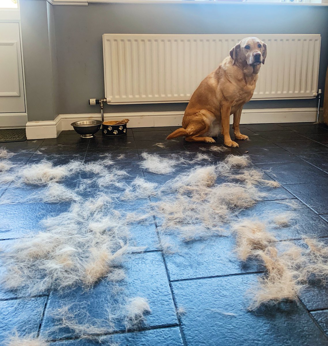 SayersJayde's tweet photo. Who doesn’t love a freshly groomed dog picture on a grey, locked down, Tuesday? #yesthatamountoffurdidcomeoffher https://t.co/HgCgBxsHDy