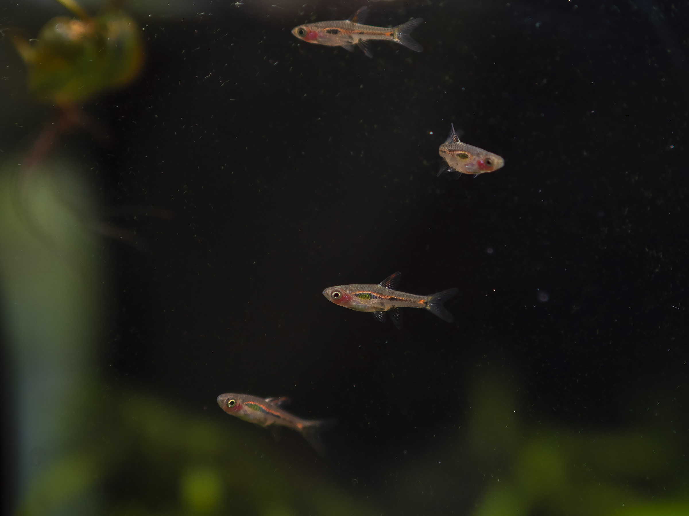 توییتر 諌月 くれか در توییتر 熱帯魚は何種類 か飼ってきたけど 結局カージナルテトラが一番飼いやすい 時点でボララス系 これはブリジッタエ ワイルドではホラダンディア アツコレイリーも比較的長生きするけどこれは最初に環境に馴染めるかどうか次第