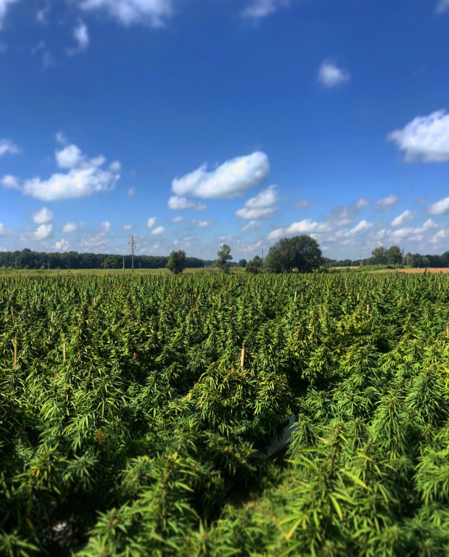 HempDailyLiving's tweet photo. Salaries in the #hemp industry are paying far more than conventional farming jobs. Check out the graph for the details!
.
.
.
#hemp #hempcareers #hempindustry #hempflower #hemplife #hempgrowing #hempcommunity #hempfarmers #ushempgrowers https://t.co/mAszLFNkwc