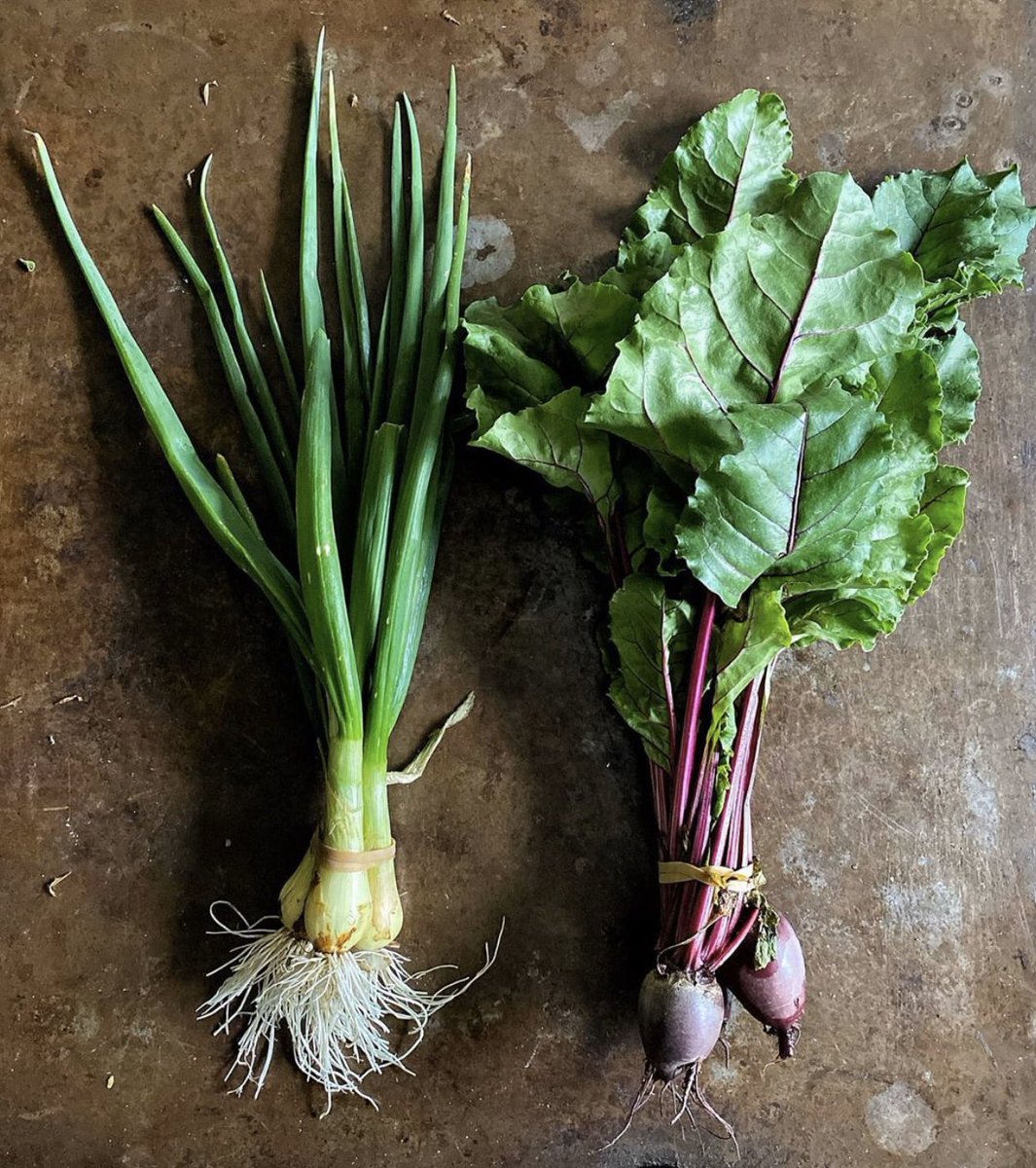 BallymaloeCS's tweet photo. First of the season, organic bunches of onions and beetroot available in our shop (021) 464 5700 Monday to Saturday 9.30pm to 5.30pm.  and also you order online. https://t.co/QFAWAzqhZ3 #contactless #neighbourfoodmarket #eastcork. https://t.co/migYvPuBIn