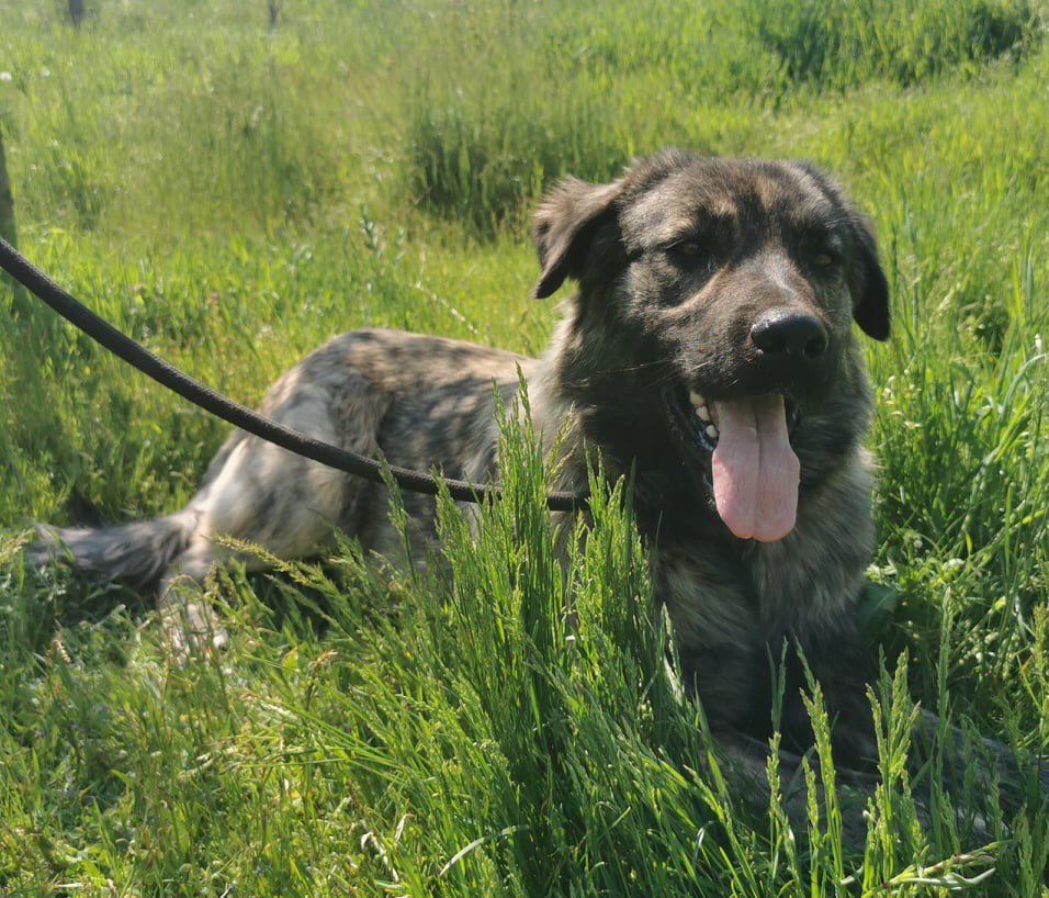 Adopt Don’t Shop tweet media