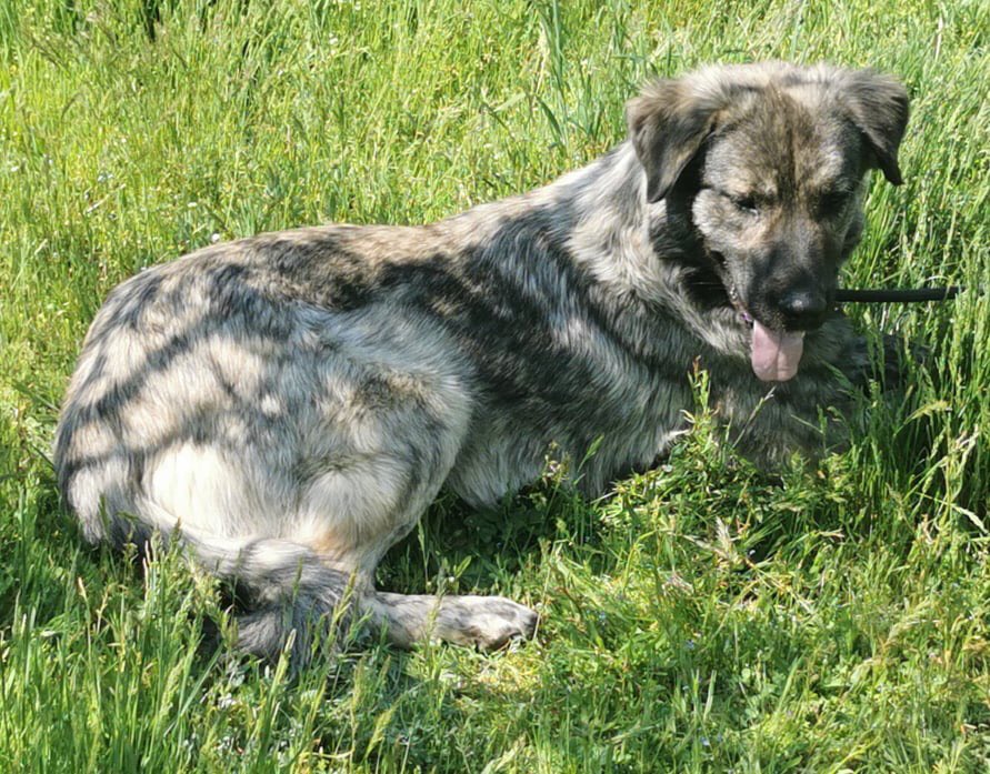 Adopt Don’t Shop tweet media