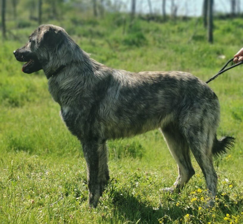 Adopt Don’t Shop tweet media