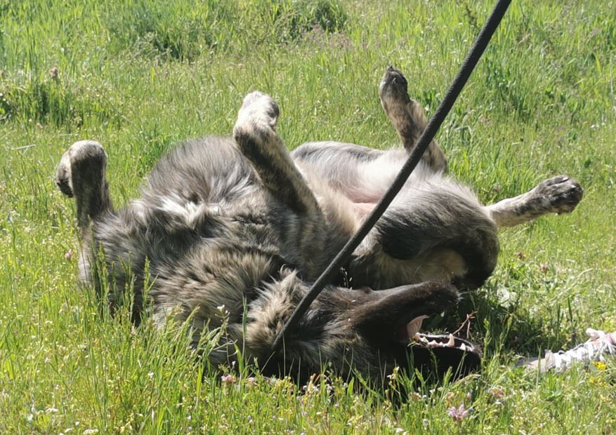 Adopt Don’t Shop tweet media