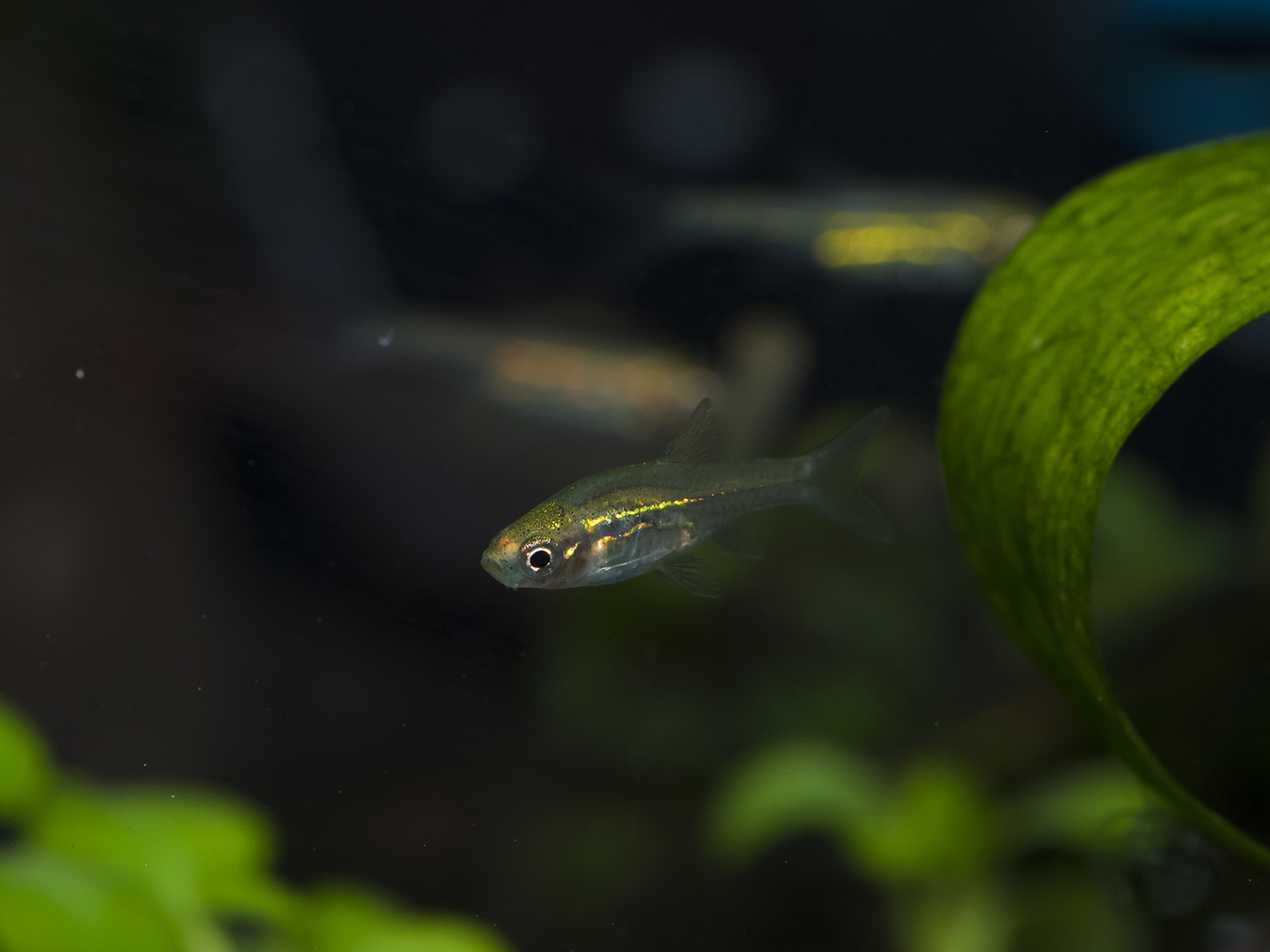 توییتر 諌月 くれか در توییتر 熱帯魚は何種類 か飼ってきたけど 結局カージナルテトラが一番飼いやすい 時点でボララス系 これはブリジッタエ ワイルドではホラダンディア アツコレイリーも比較的長生きするけどこれは最初に環境に馴染めるかどうか次第