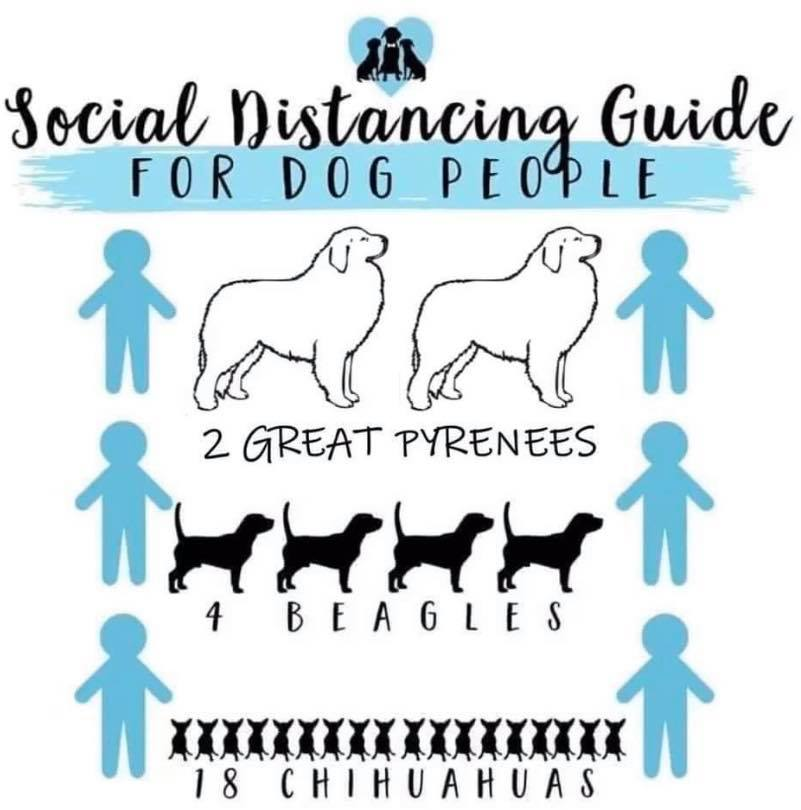 Something to keep in mind!
#STARS #AdoptDontShop #SocialDistancingforDogPeople #rescue