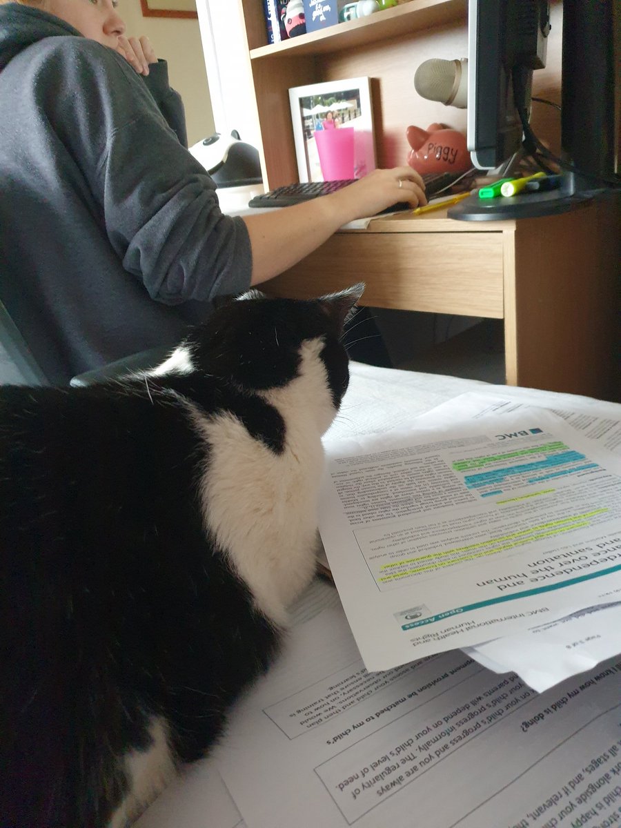 MaxAndSophie2's tweet image. Of course you need my help Human...what&apos;s this about then? #CatsOfTwitter #uniwork #catshelp