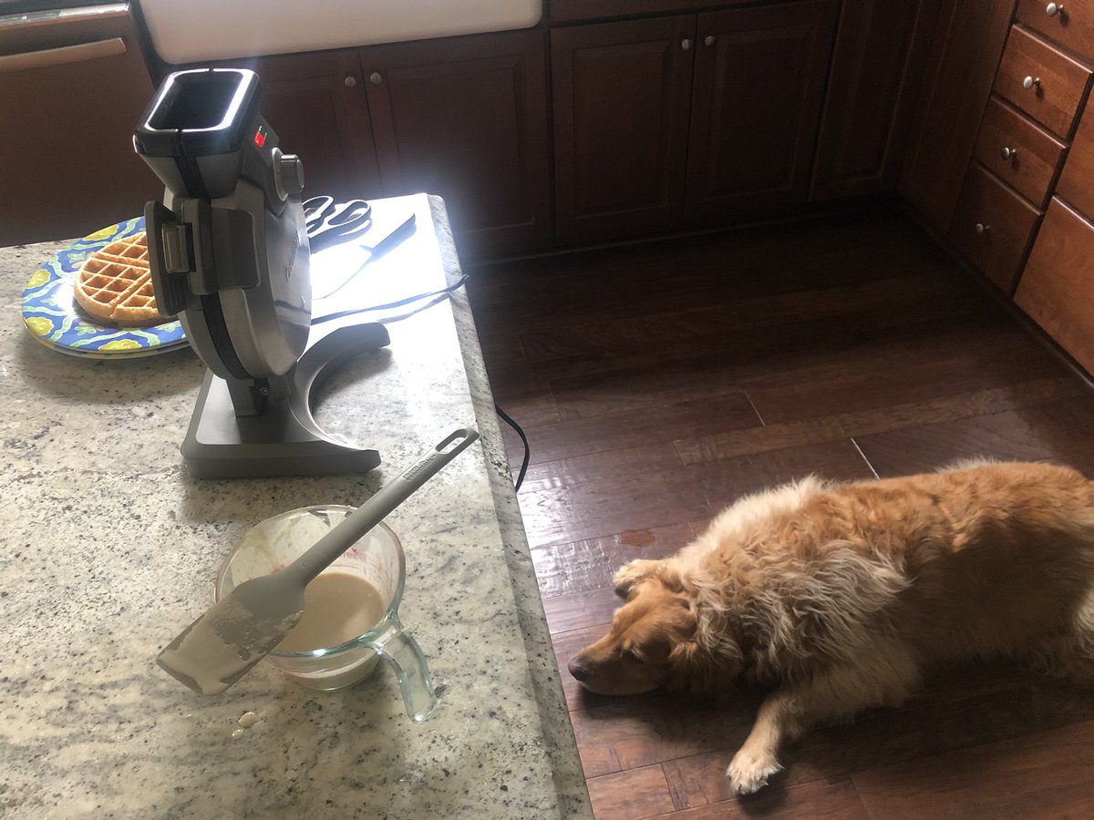 I’m pretty sure they know it’s almost waffle time!  <a href="/TheGoldenRatio4/">The Golden Ratio</a>