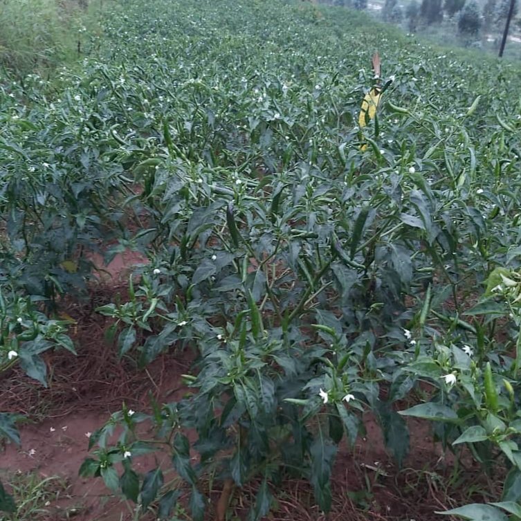 SaipCdat's tweet photo. Farmers in @SAIP_RCSP site in @NyanzaDistrict have embraced chili pepper farming. They say that Chili remains one of the most profitable venture due to market demand &amp; sufficient water for irrigation. Farmers thank the Project for equipping them with irrigation systems. https://t.co/RJ4aHsr81p