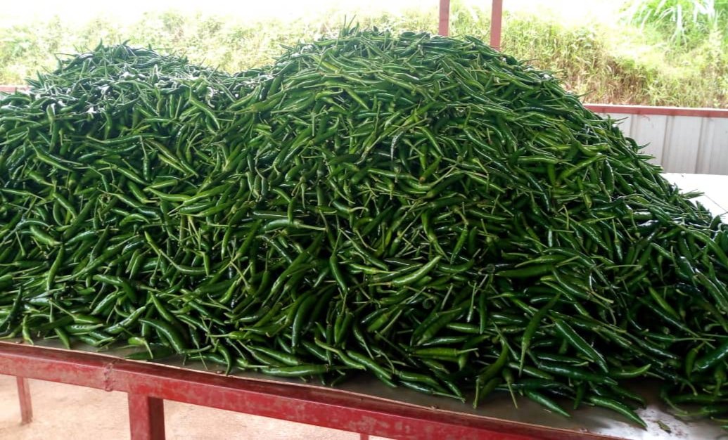 SaipCdat's tweet photo. Farmers in @SAIP_RCSP site in @NyanzaDistrict have embraced chili pepper farming. They say that Chili remains one of the most profitable venture due to market demand &amp; sufficient water for irrigation. Farmers thank the Project for equipping them with irrigation systems. https://t.co/RJ4aHsr81p