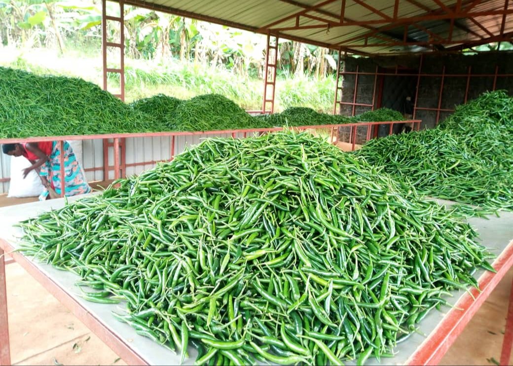 Farmers in @SAIP_RCSP site in <a href="/NyanzaDistrict/">Nyanza District</a> have embraced chili pepper farming. They say that Chili remains one of the most profitable venture due to market demand &amp; sufficient water for irrigation. Farmers thank the Project for equipping them with irrigation systems.