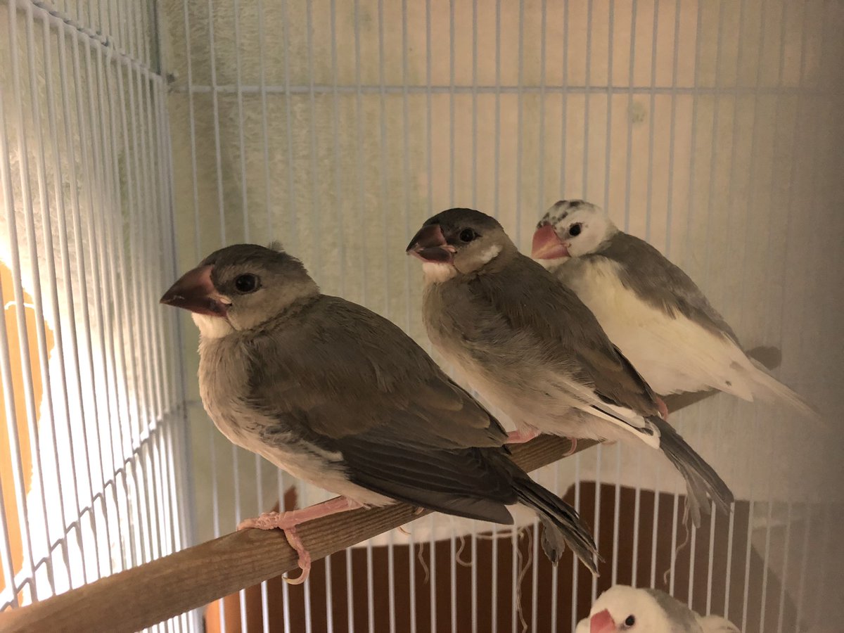 佐屋高校文鳥プロジェクト 今日の文鳥 3羽綺麗に並びました このケージには5羽いるのでいつか全部並んだ写真を撮りたい 佐屋高校 佐屋高校文鳥プロジェクト 文鳥 弥富文鳥 弥富 桜文鳥 白文鳥 小鳥 可愛い かわいい