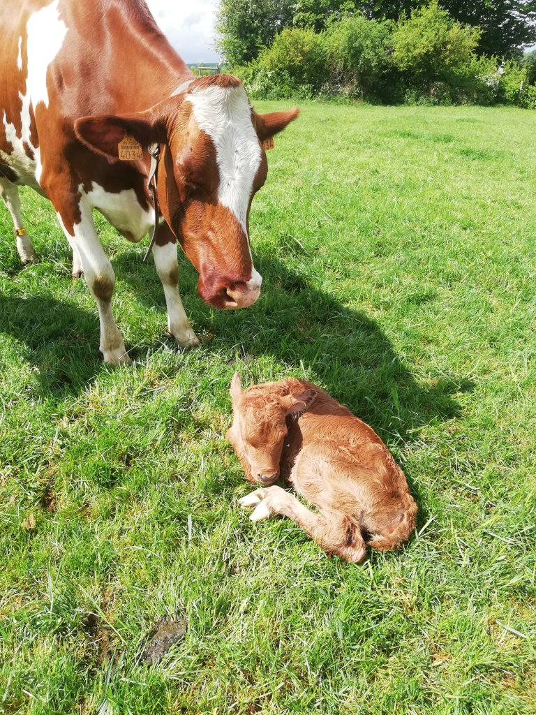 Bientôt la reprise de l'école
une énigme pour commencer
sur la photo de quelle race est le père du petit veau sachant que la mère est de race red holstein
#ceuxquifontlelait
#leslaitiersresponsables
#candia #sodiaal
