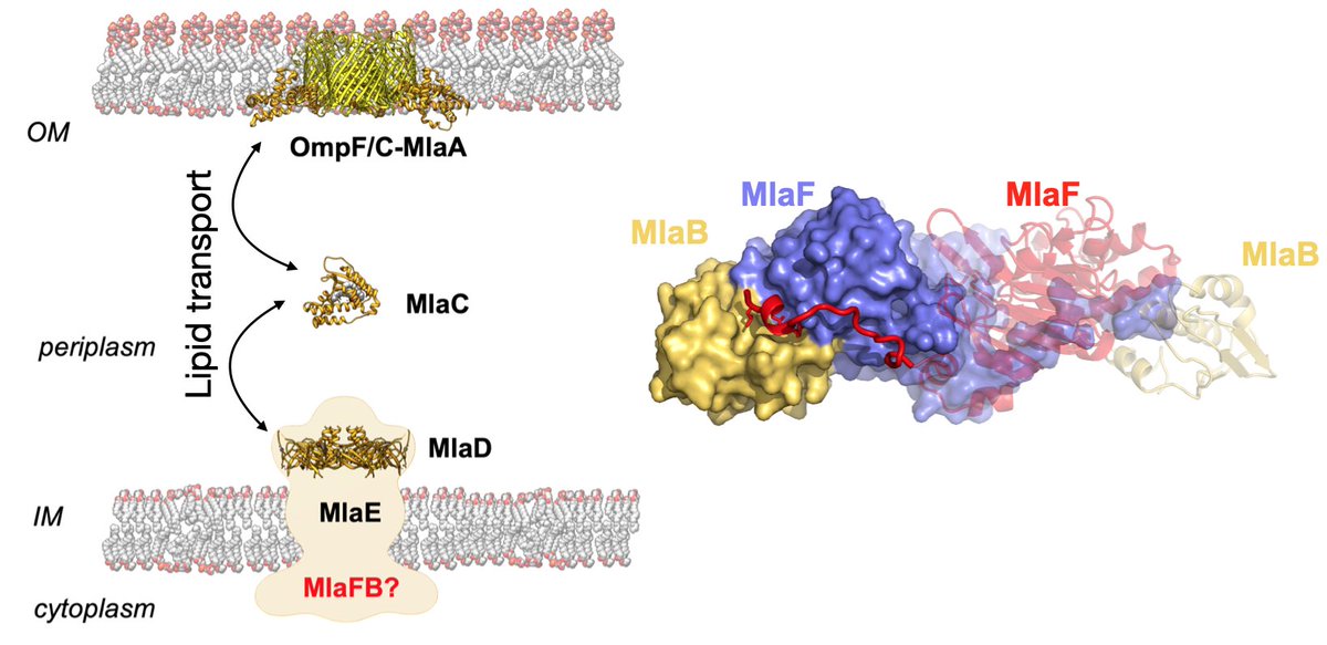 BhabhaEkiertLab (@bhabhaekiertlab) on Twitter photo A small protein (MlaB) regulates the stability of an ABC transporter ATPase (MlaF) to coordinate #lipid transport and #bacterial outer membrane integrity. Congrats to the MlaFB Team on their #preprint, which is now off to <a href="/ReviewCommons/">Review Commons</a>! biorxiv.org/content/10.110… A small protein (MlaB) regulates the stability of an ABC transporter ATPase (MlaF) to coordinate #lipid transport and #bacterial outer membrane integrity. Congrats to the MlaFB Team on their #preprint, which is now off to <a href="/ReviewCommons/">Review Commons</a>! biorxiv.org/content/10.110…