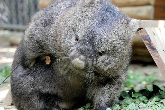 しゅんちゃん ウォンバット 人間が大好きすぎる動物 とある動物園が台風で一時休園してたとき お客さんのナデナデがなくなり 寂しさのあまりうつ病と診断されたらしい W T Co Eccark4aex 今は元気になったらしい T