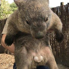 しゅんちゃん ウォンバット 人間が大好きすぎる動物 とある動物園が台風で一時休園してたとき お客さんのナデナデがなくなり 寂しさのあまりうつ病と診断されたらしい W T Co Eccark4aex 今は元気になったらしい T