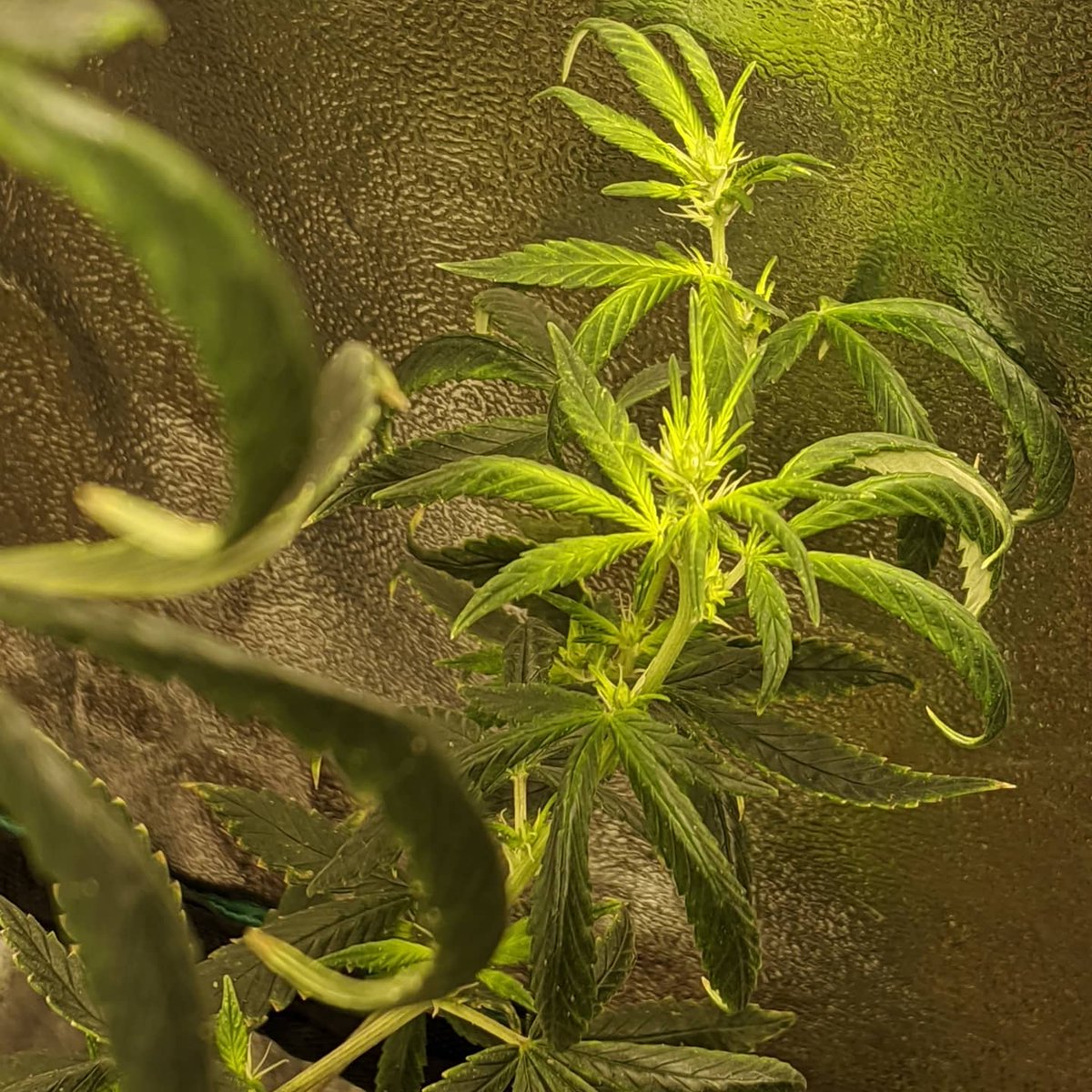 Ec81337973's tweet image. The first signs that the long wait is close to over. 
White Cookies 2 weeks into flower.

😗💨💨💨💨💨

#whitecookies #indoorgrow #indoorcannabis #echomegrown #ecshowtime